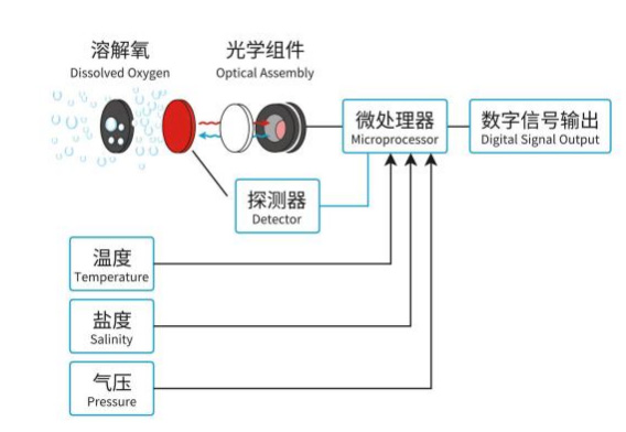 Dissolved oxygen sensor